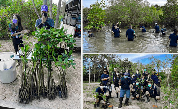 Mangroveplantningskampagne i Thailand