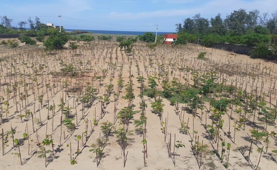 3.000 træer plantet i Mahabalipuram, Tamil Nadu