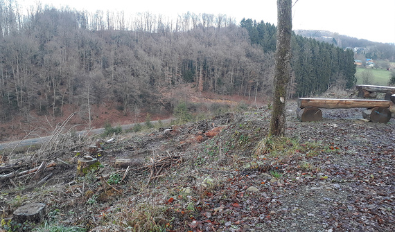 Fremtidigt skovbeplantningsområde i den kommunale skov i Lindlar